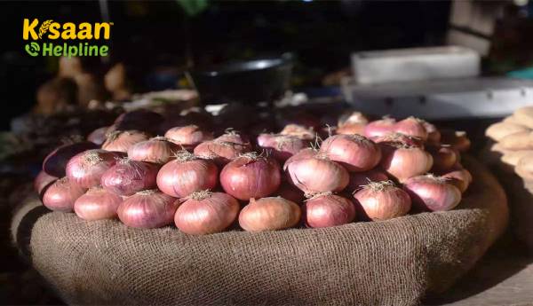 व्यापारियों का दावा है कि प्याज की अधिक कीमतें हेरफेर का परिणाम हो सकती हैं